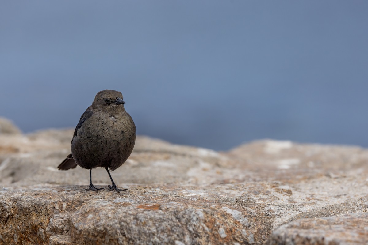 Brewer's Blackbird - ML612252184