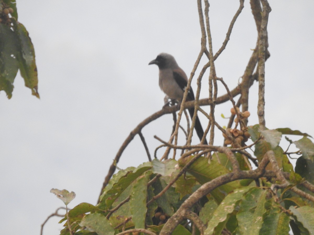 Gray Treepie - ML612252281