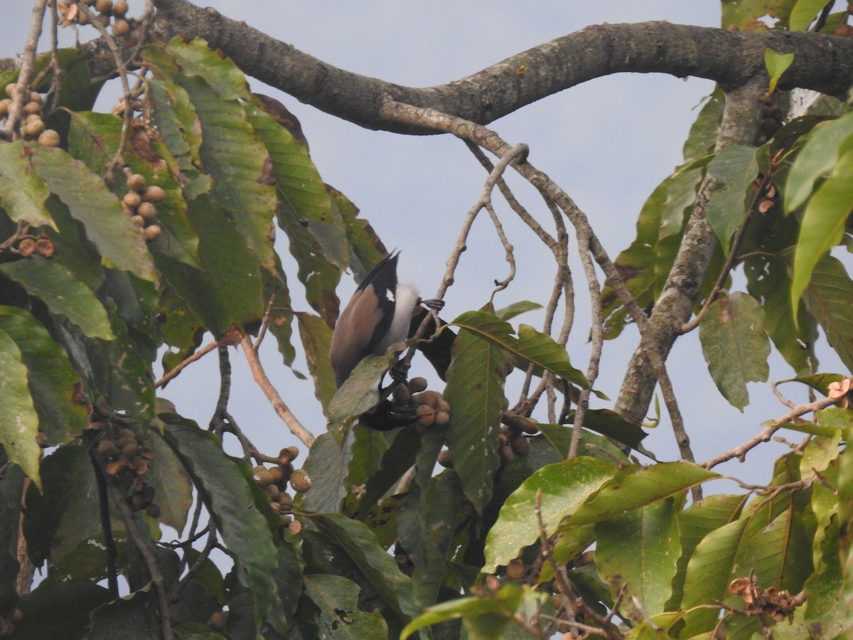 Gray Treepie - ML612252282