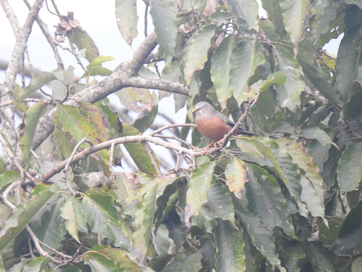 Chestnut-tailed Starling - ML612252300