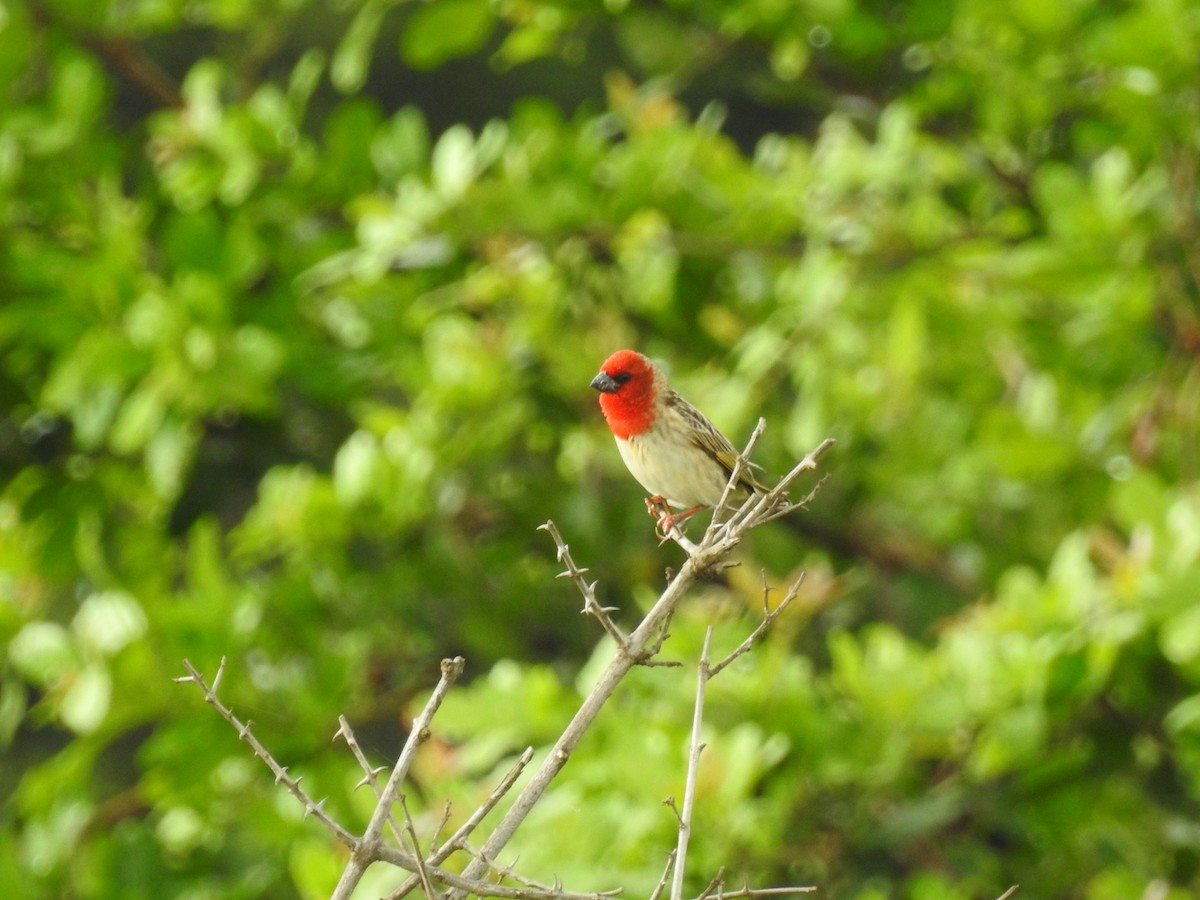 Cardinal Quelea - ML612252320