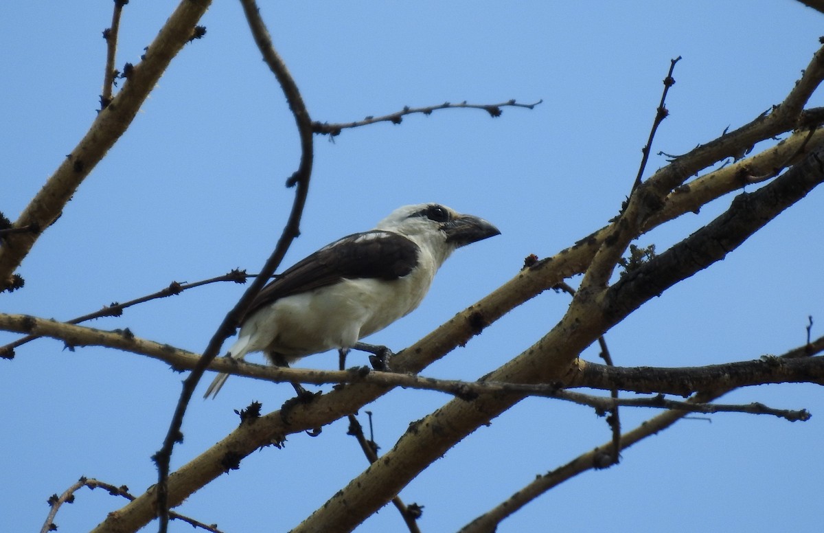 White-headed Barbet - ML612252347