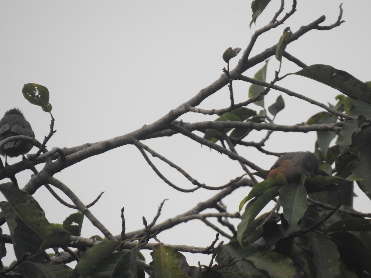 Chestnut-tailed Starling - ML612252349