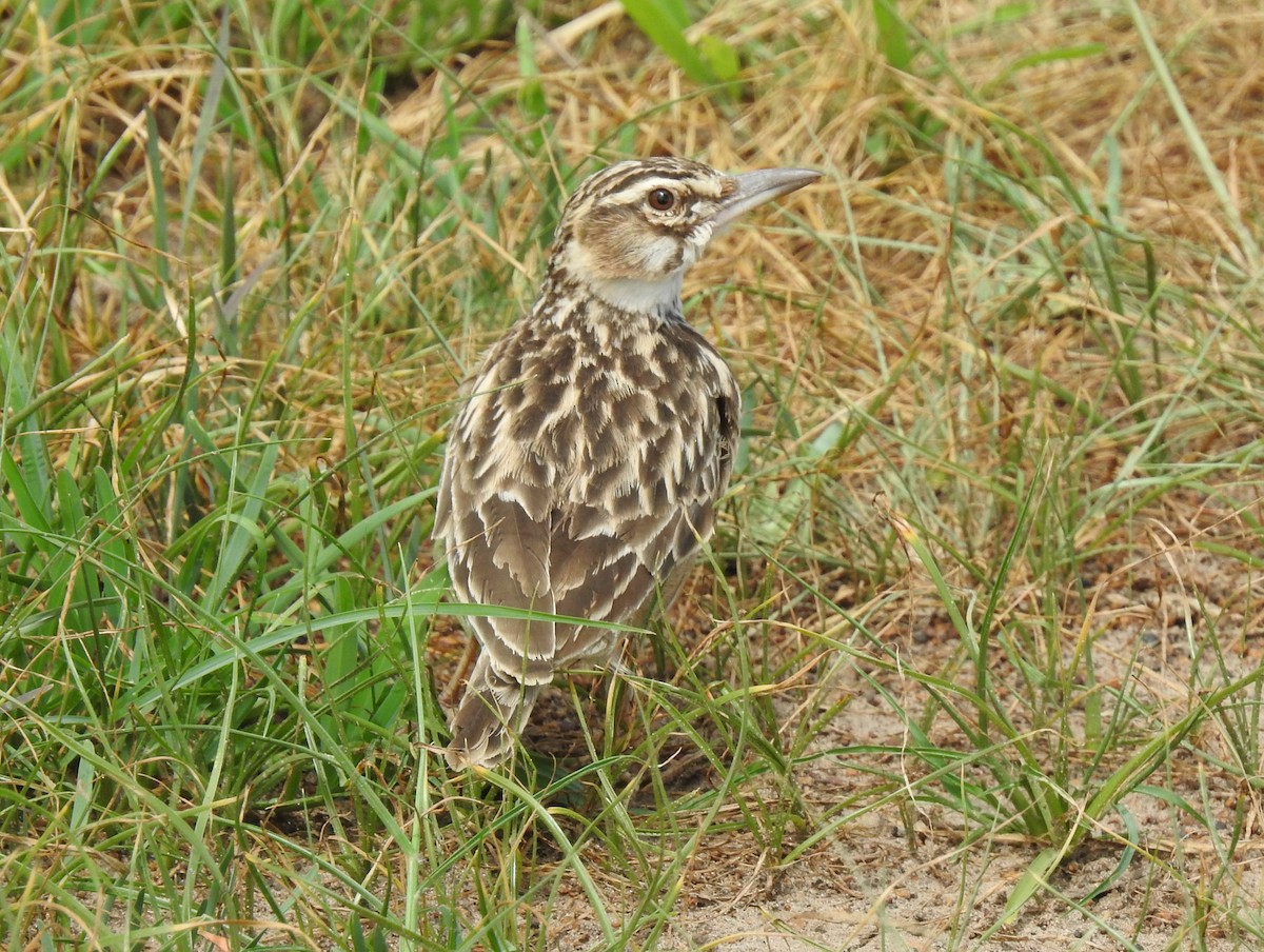 Short-tailed Lark - Adarsh Nagda