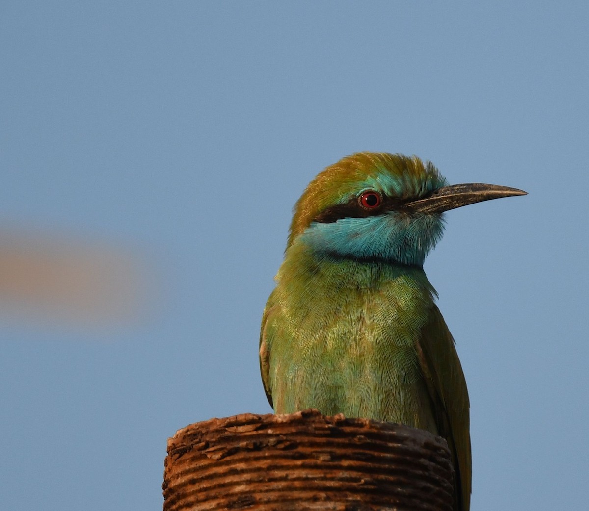 Arabian Green Bee-eater - ML612252389