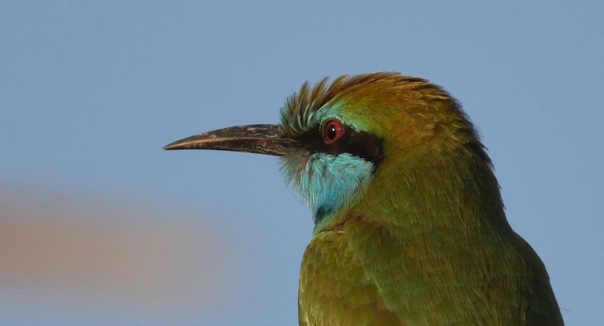Arabian Green Bee-eater - ML612252390