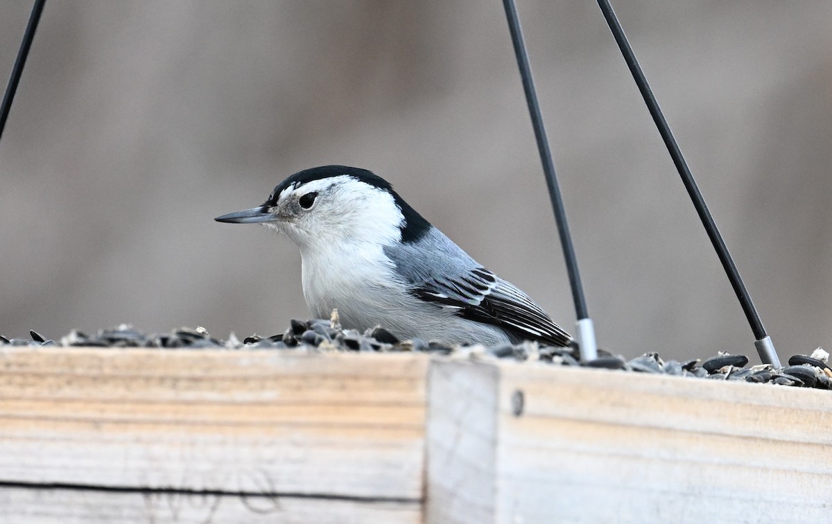 White-breasted Nuthatch - ML612252413
