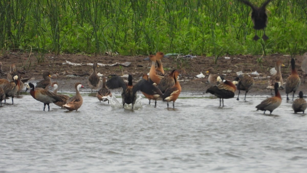 Fulvous Whistling-Duck - ML612252433