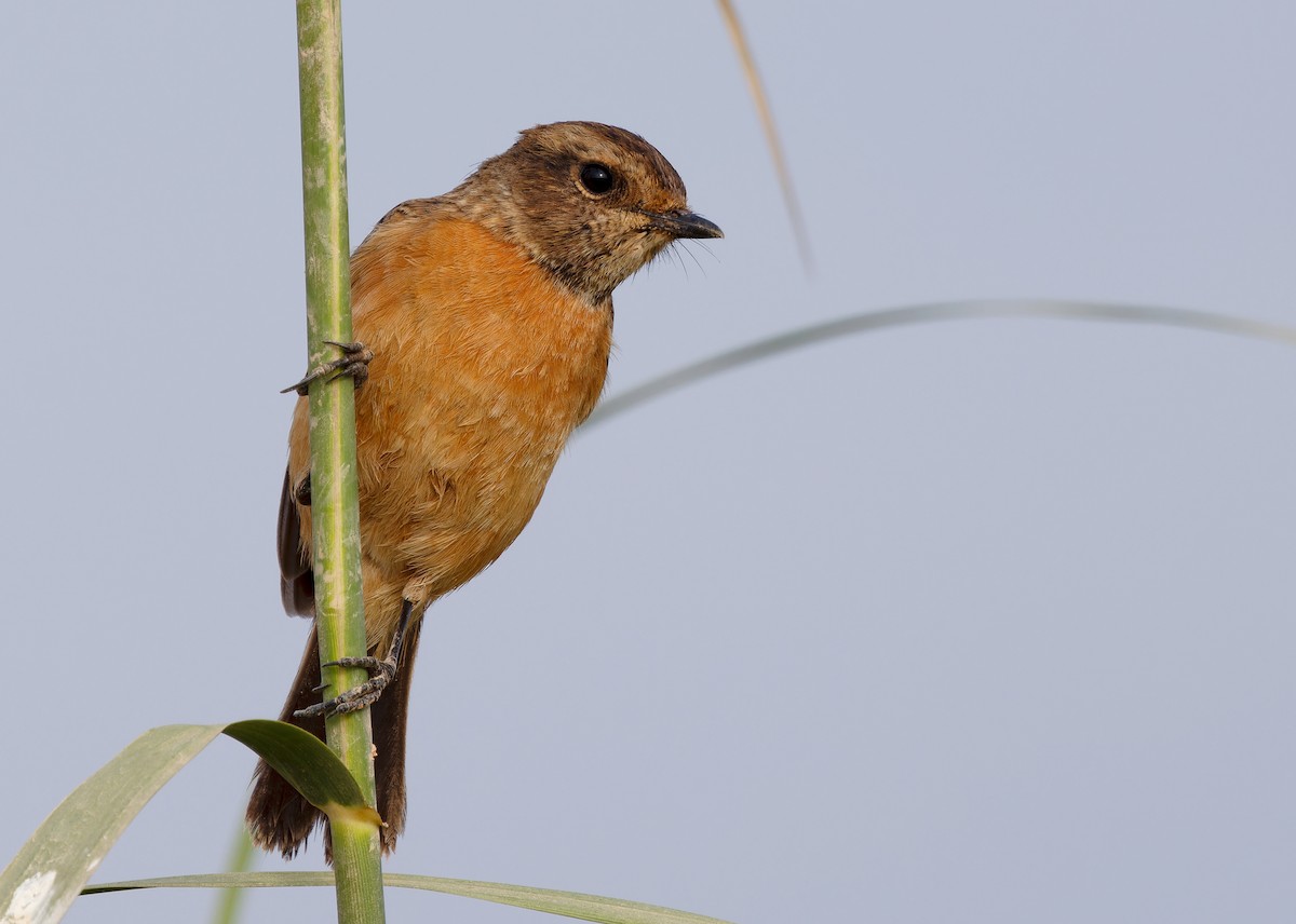 Siberian Stonechat (Przevalski's) - ML612252502