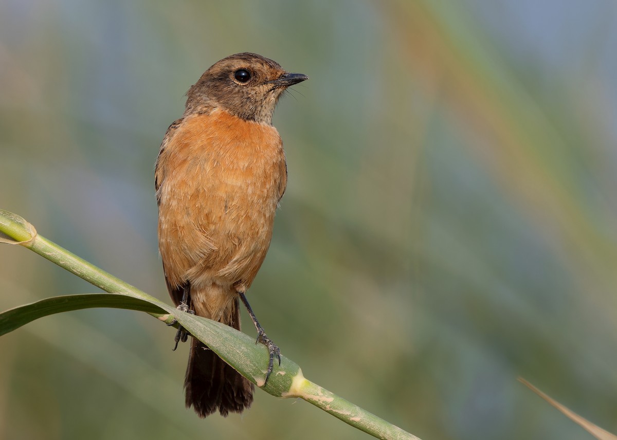 シベリアノビタキ（przewalskii） - ML612252503