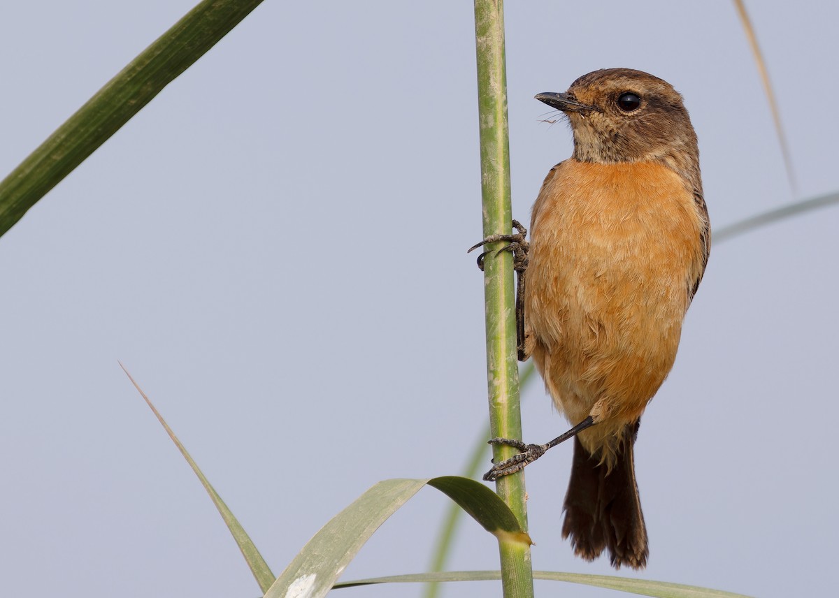 シベリアノビタキ（przewalskii） - ML612252504