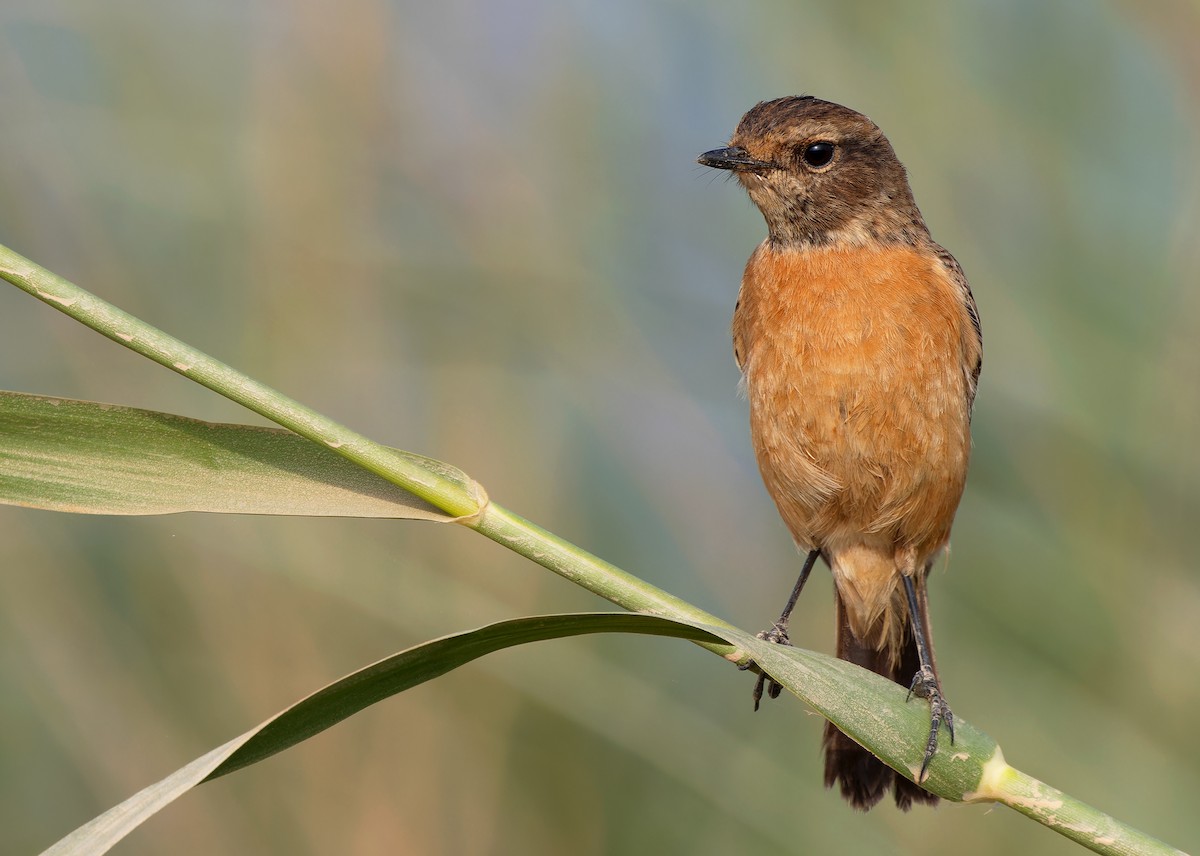 Siberian Stonechat (Przevalski's) - ML612252506