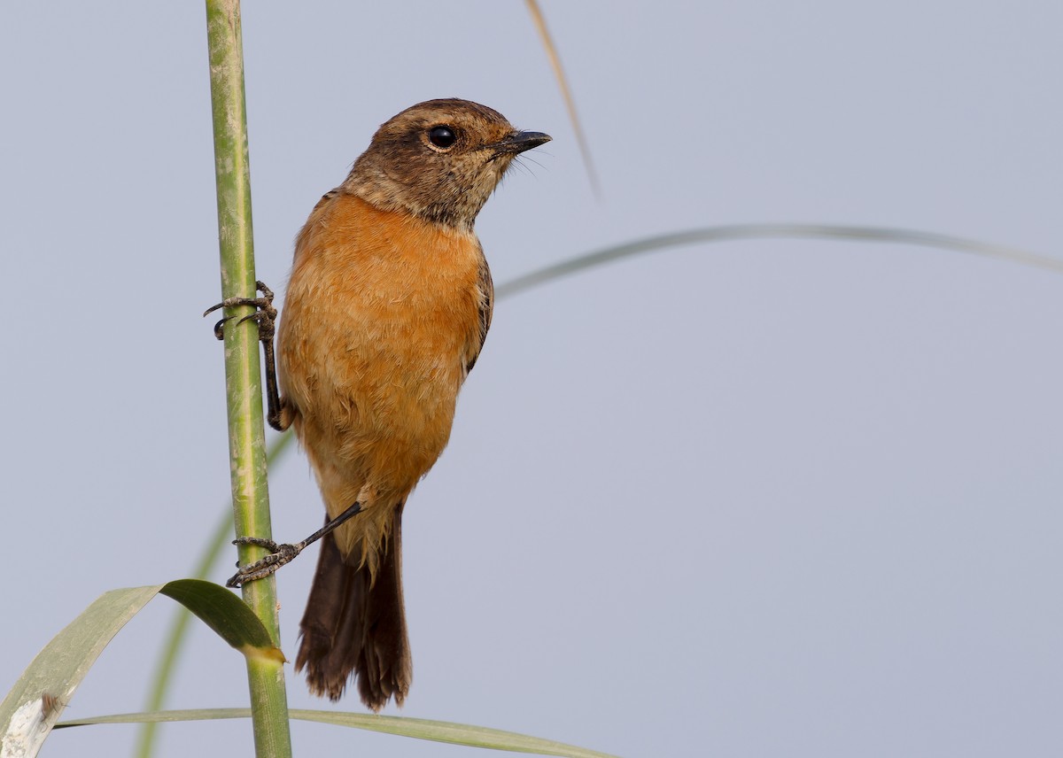 Siberian Stonechat (Przevalski's) - ML612252507