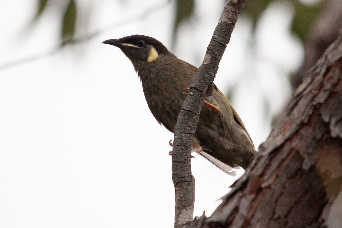 Lewin's Honeyeater - ML612252578