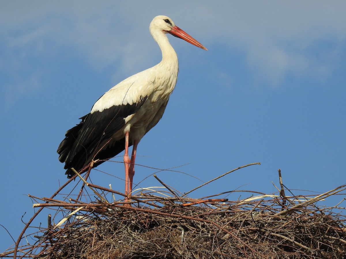 White Stork - ML612252588