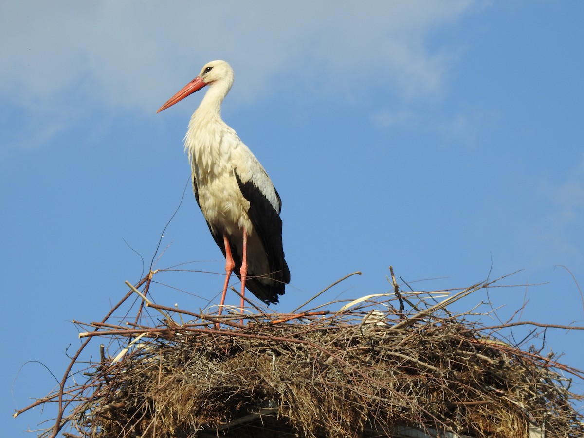 Cigogne blanche - ML612252609