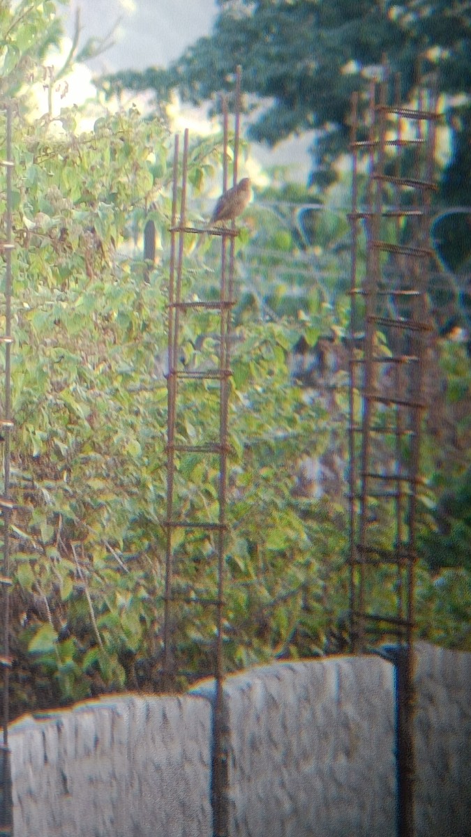 Striated Grassbird - ML612252628