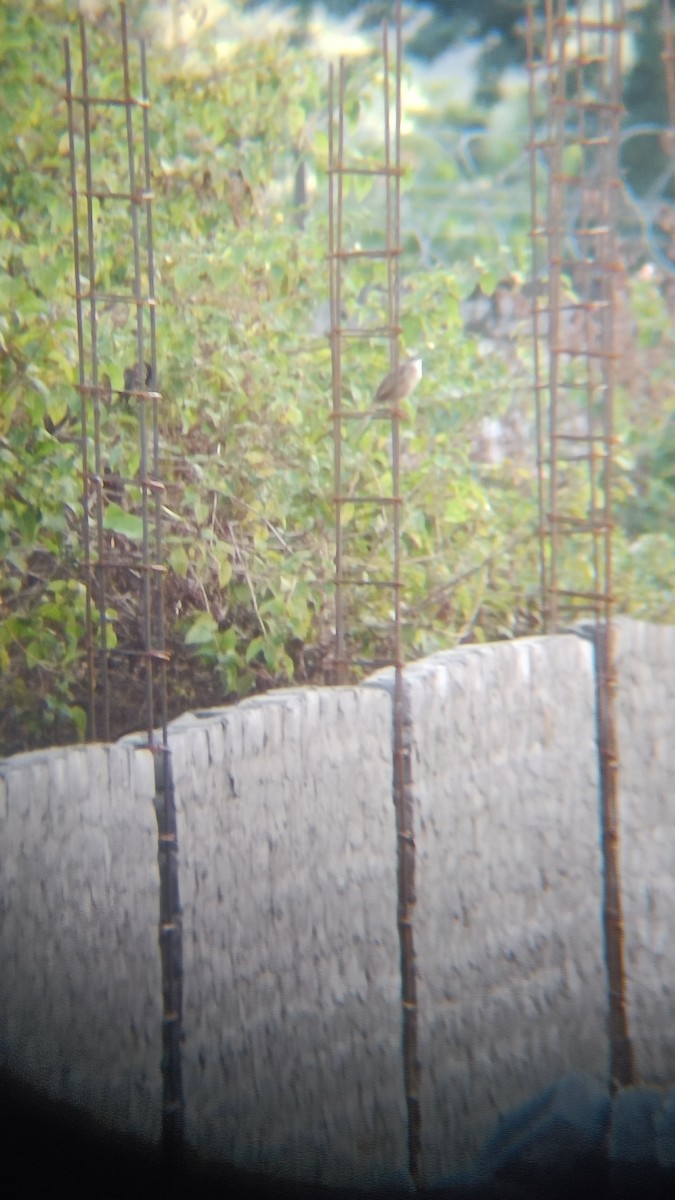 Striated Grassbird - Senan D'Souza