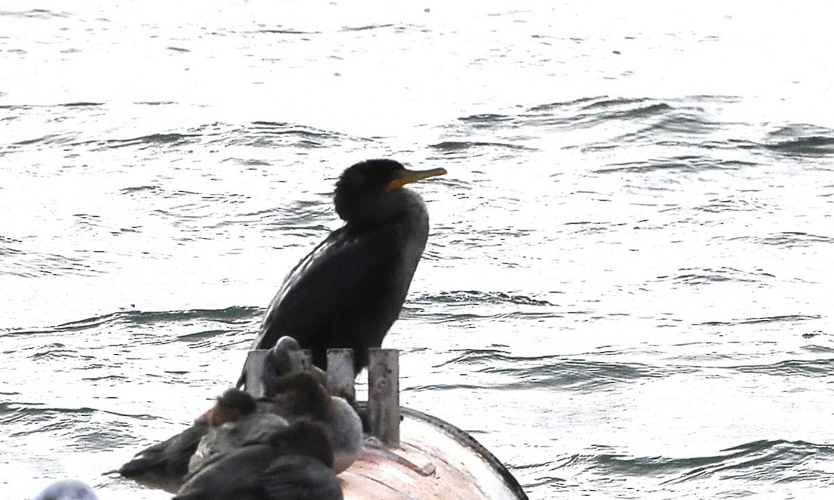 Double-crested Cormorant - ML612252684