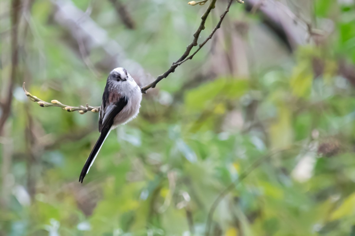 Long-tailed Tit - David Campbell