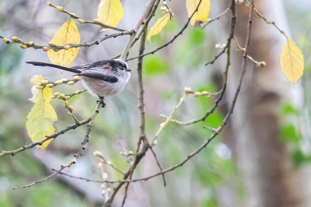 Long-tailed Tit - David Campbell