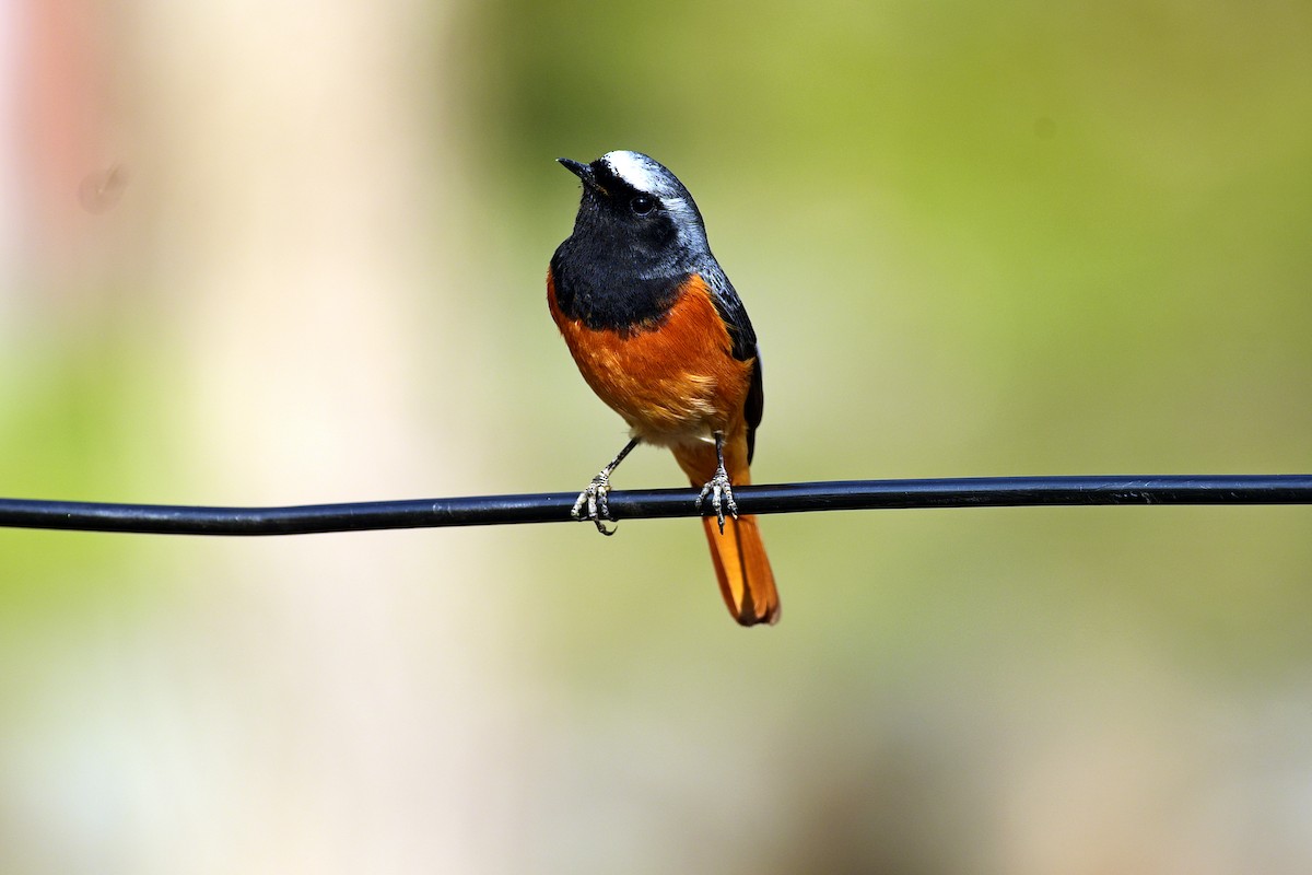 Black Redstart - ML612252751