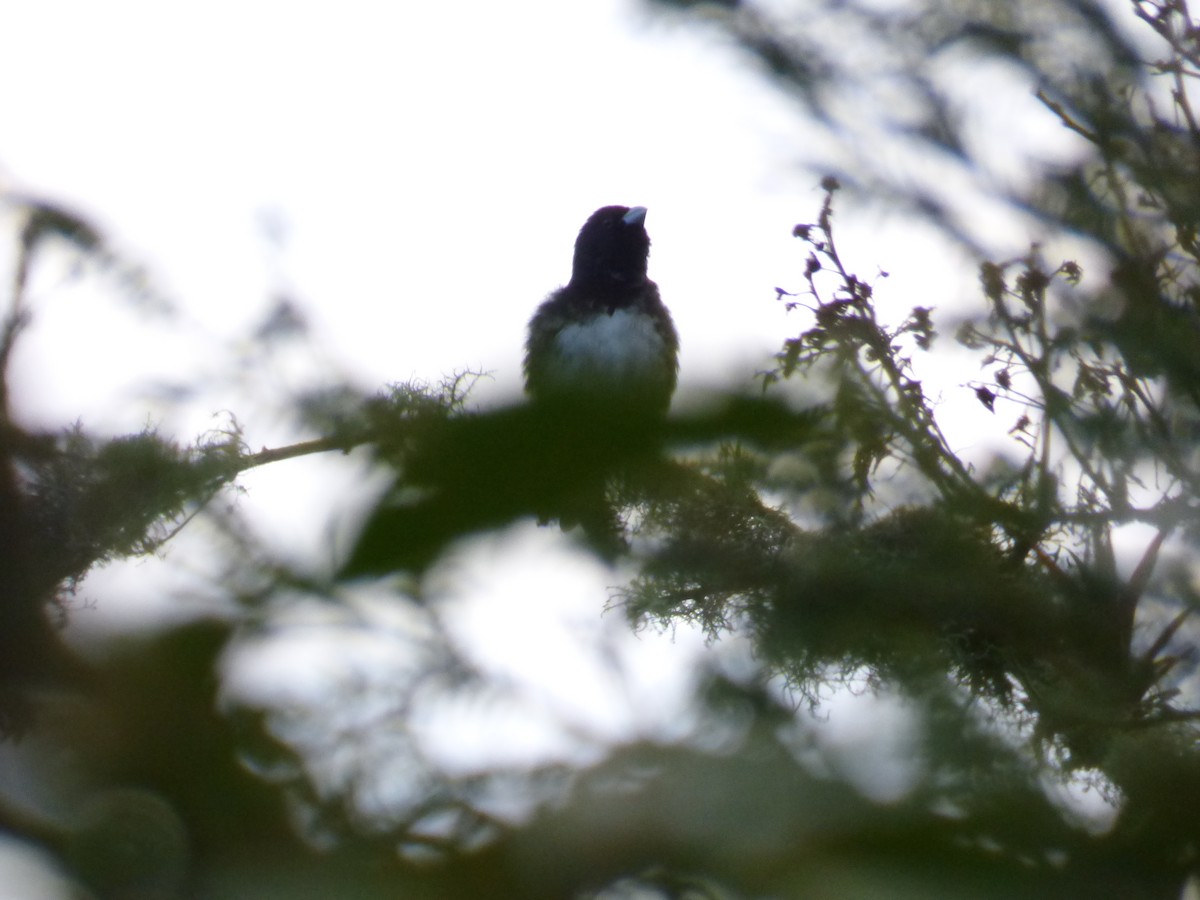 Black-and-white Seedeater - Arnau Pedrocchi