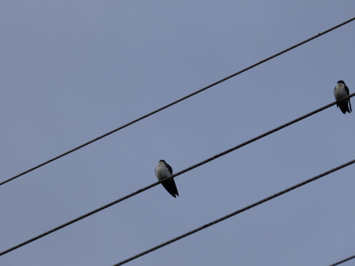 Blue-and-white Swallow - Arnau Pedrocchi