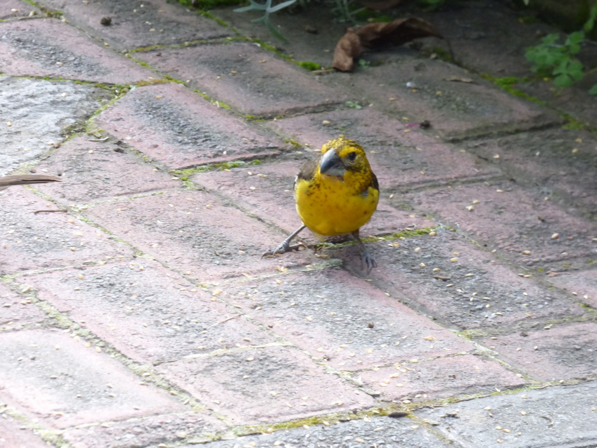 Golden Grosbeak - Arnau Pedrocchi