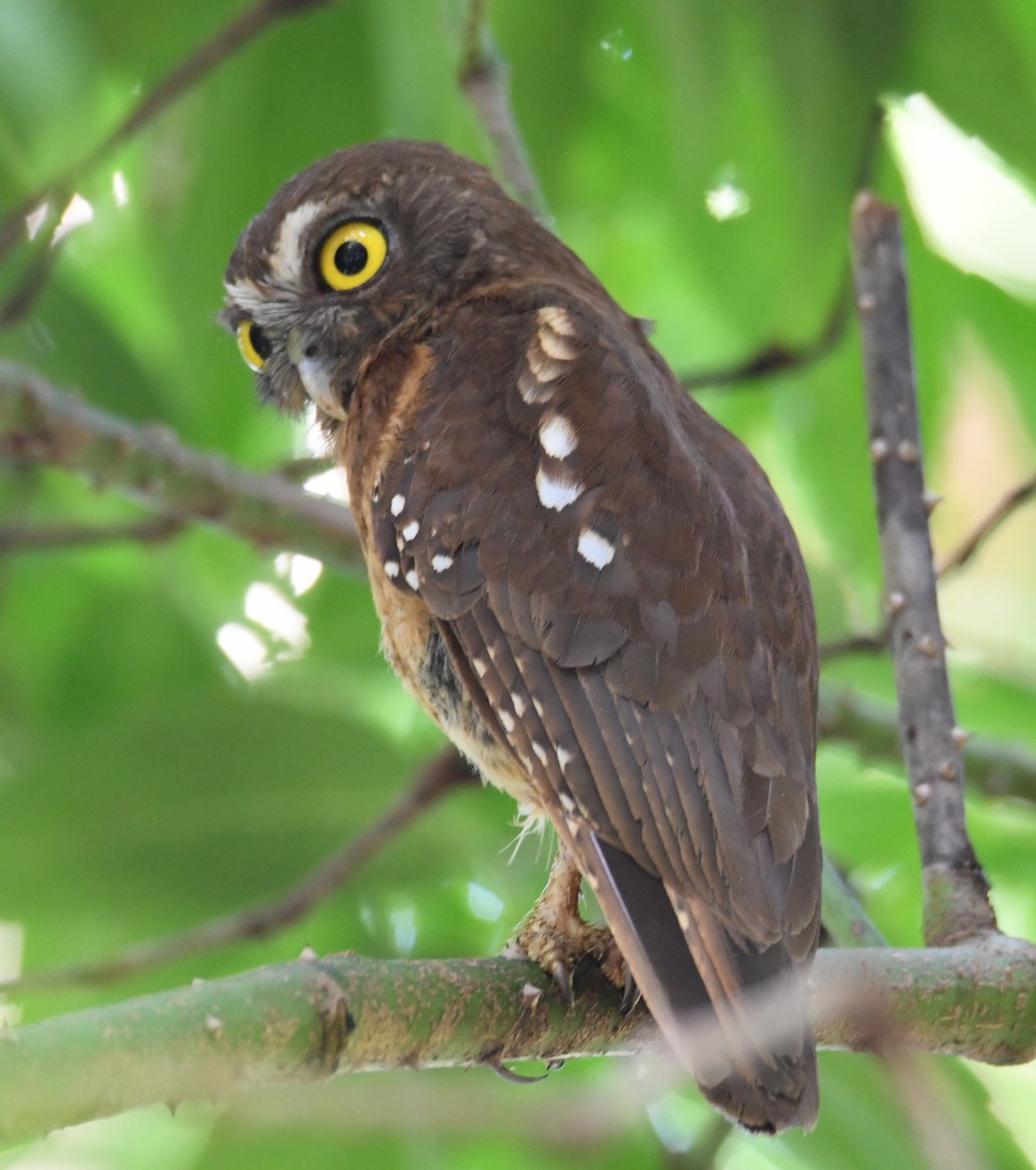 Ochre-bellied Boobook - John Cooper