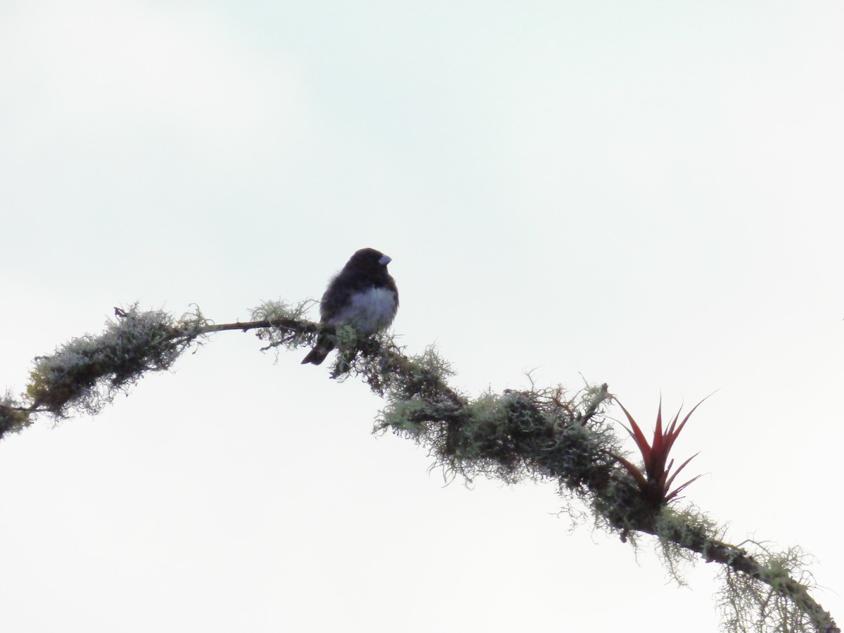 Black-and-white Seedeater - Arnau Pedrocchi