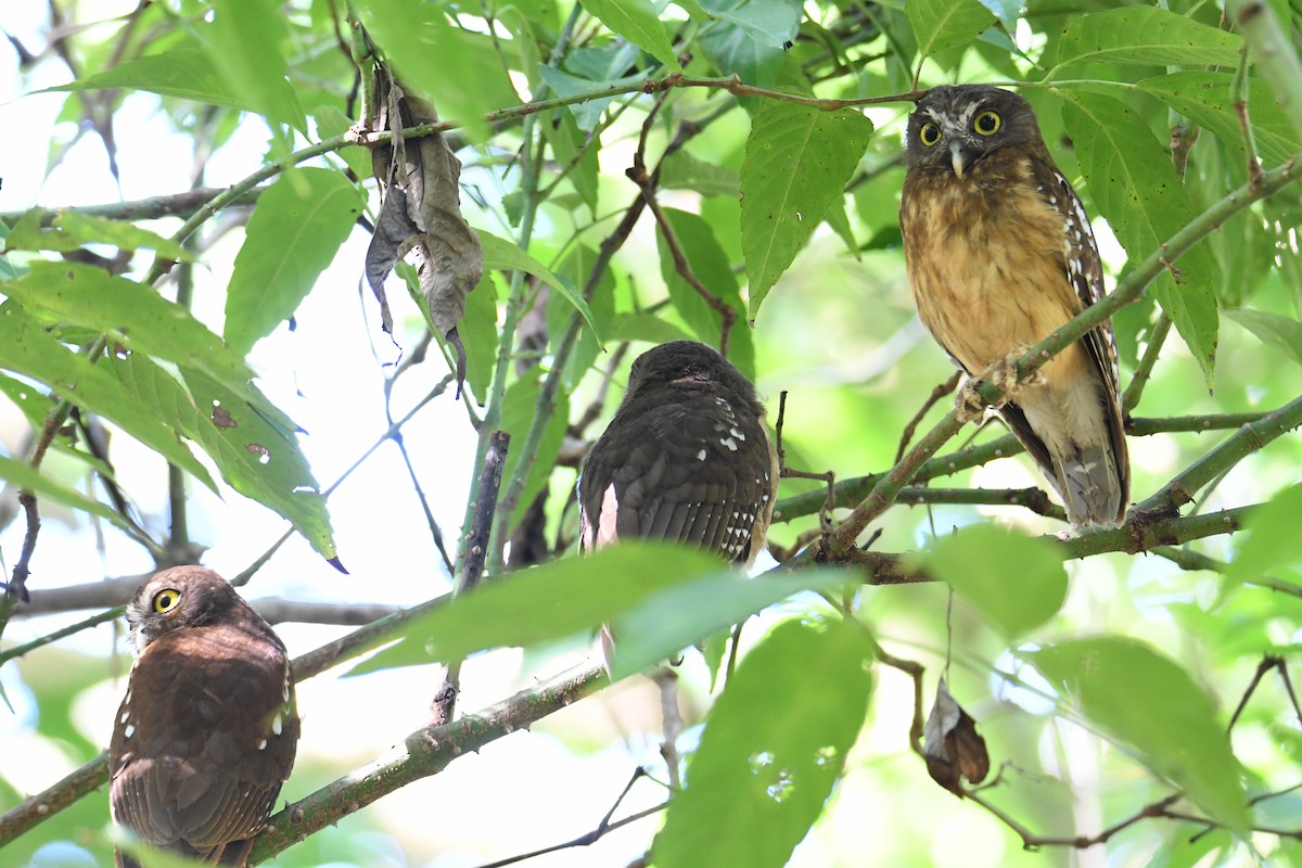 Ochre-bellied Boobook - ML612252859