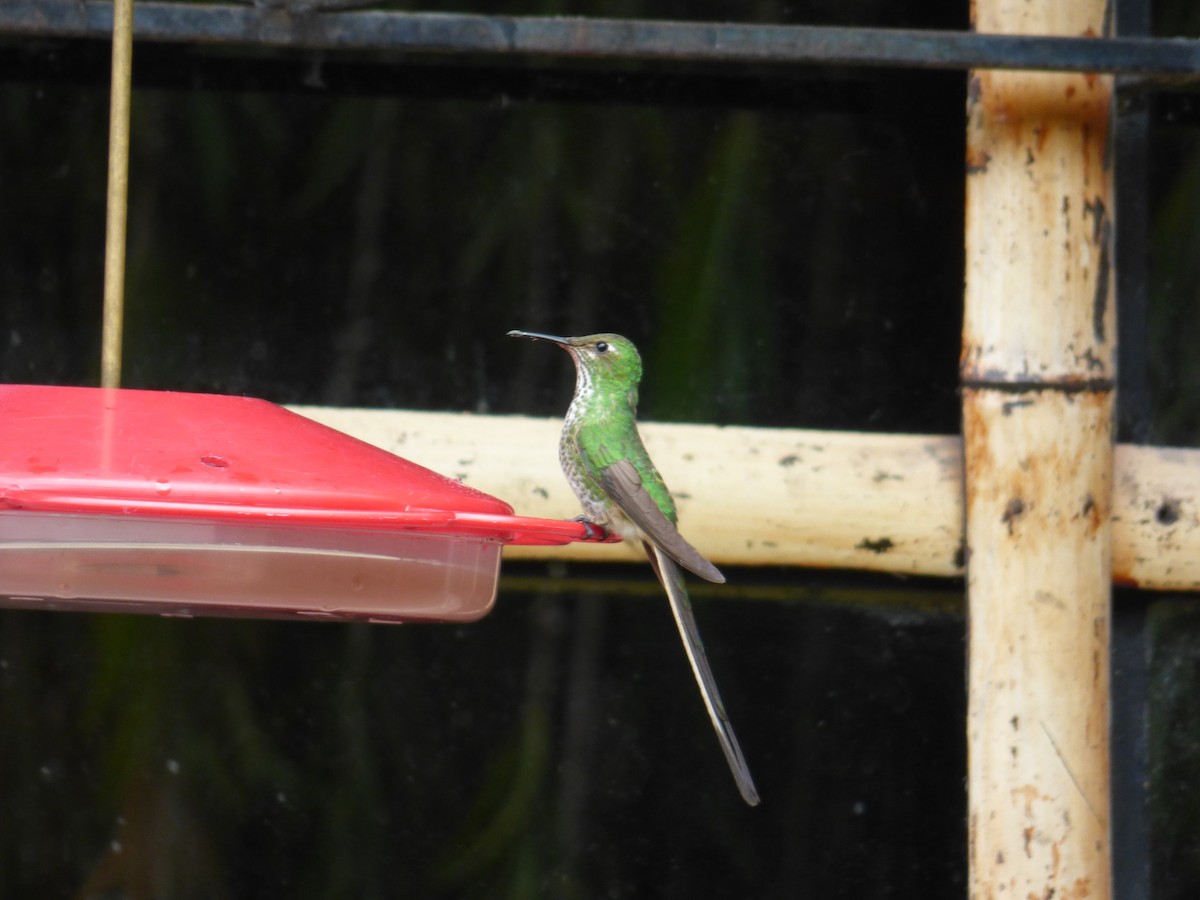 Black-tailed Trainbearer - Arnau Pedrocchi