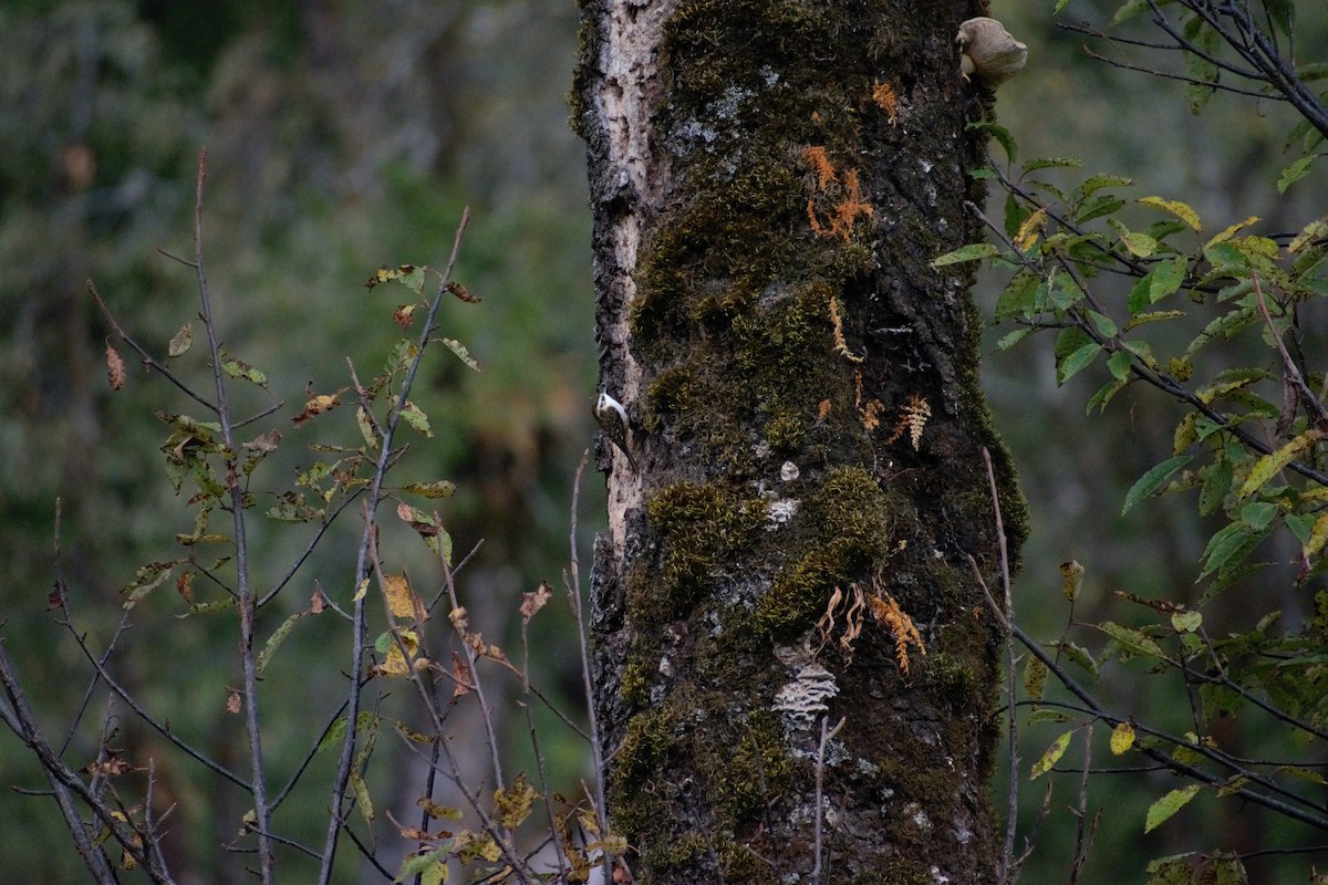 Hodgson's Treecreeper - ML612252892