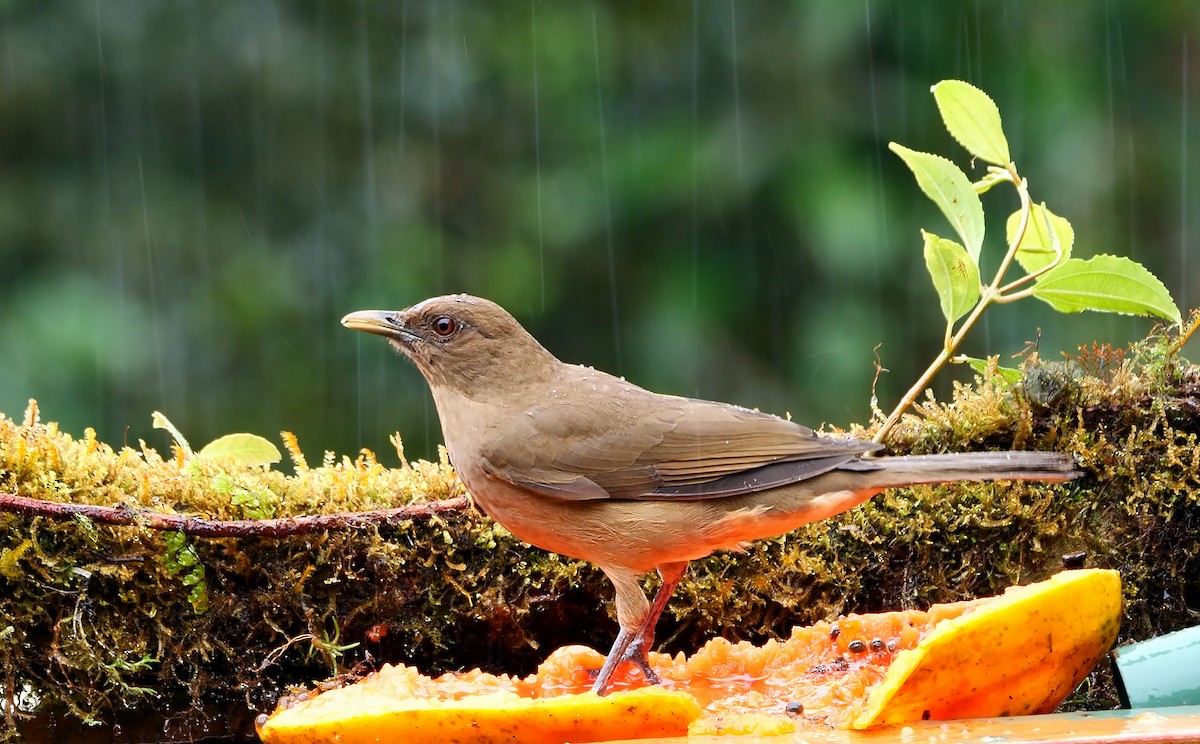 Clay-colored Thrush - ML612253046