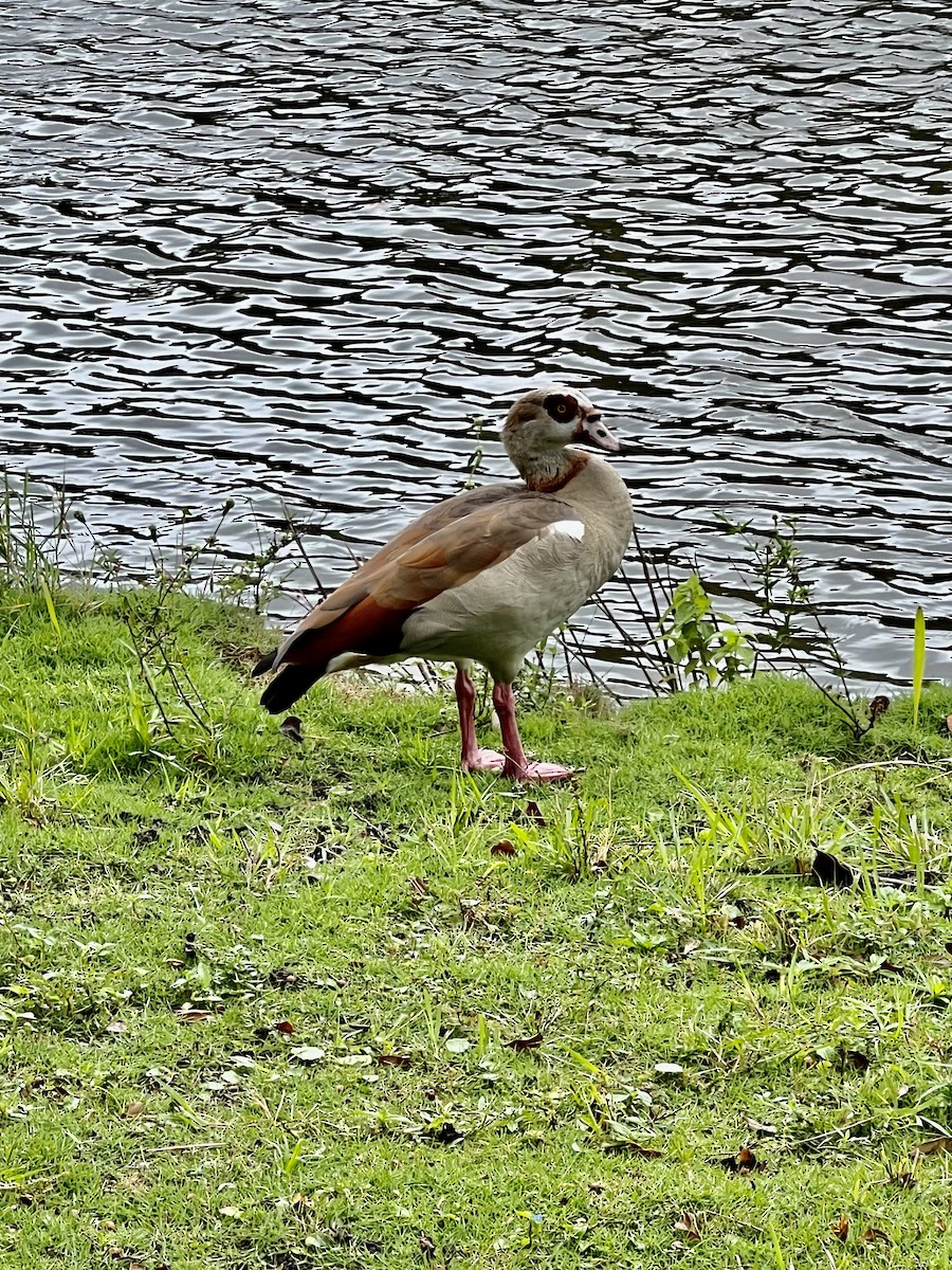 Egyptian Goose - ML612253061