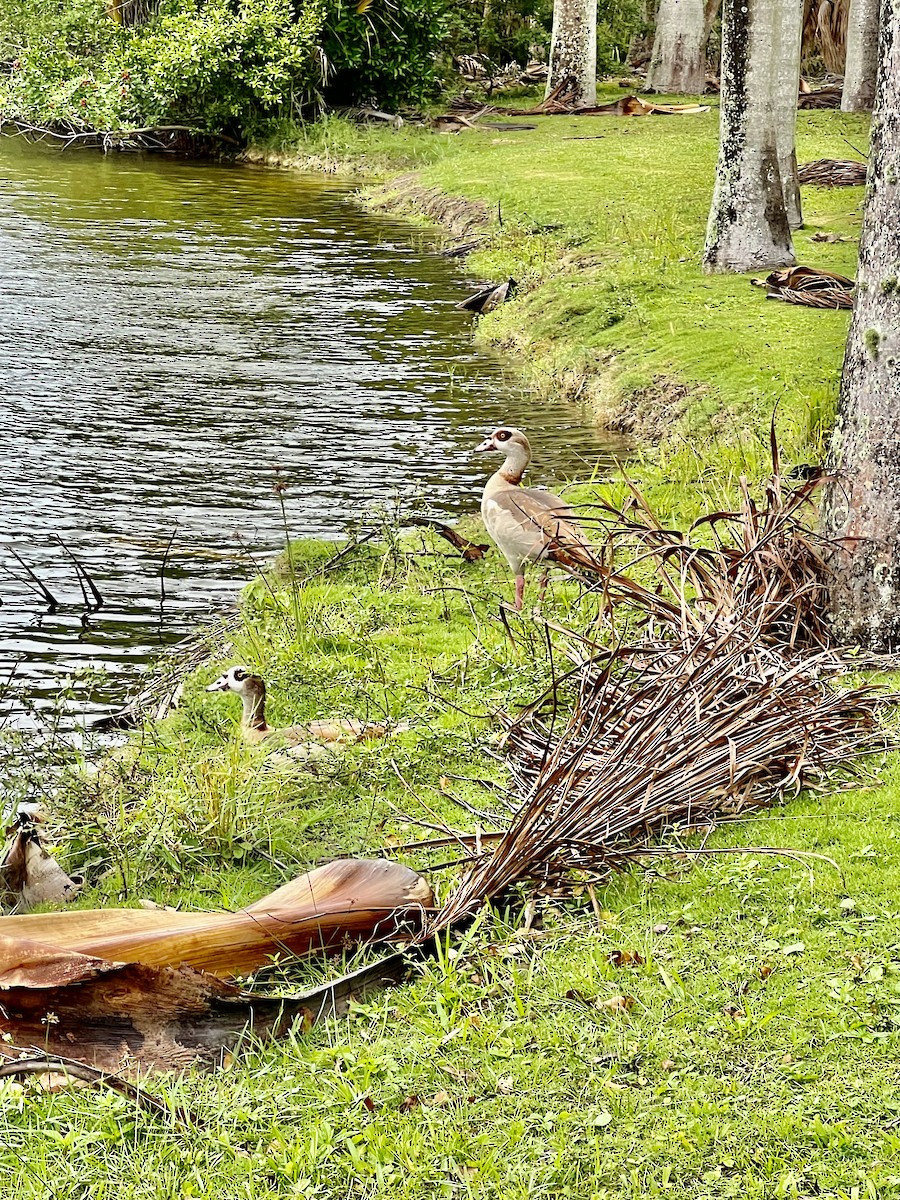 Egyptian Goose - ML612253062