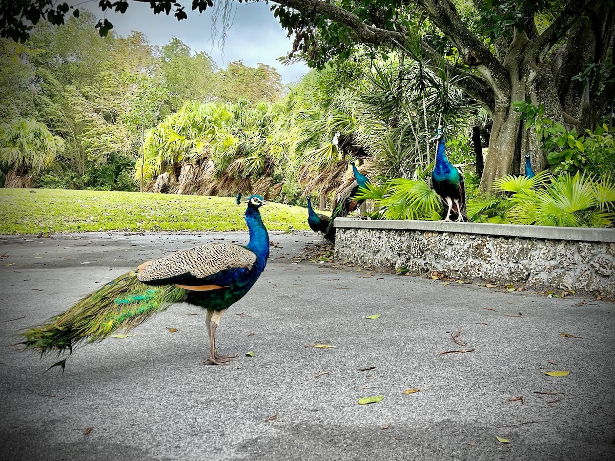 Indian Peafowl - ML612253067