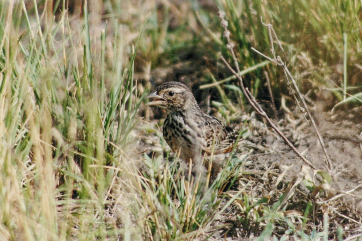 White-tailed Lark - ML612253072