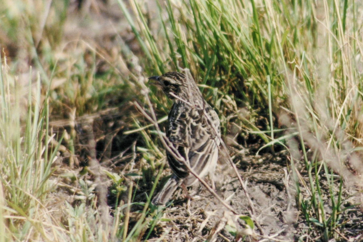 White-tailed Lark - Tommy Pedersen