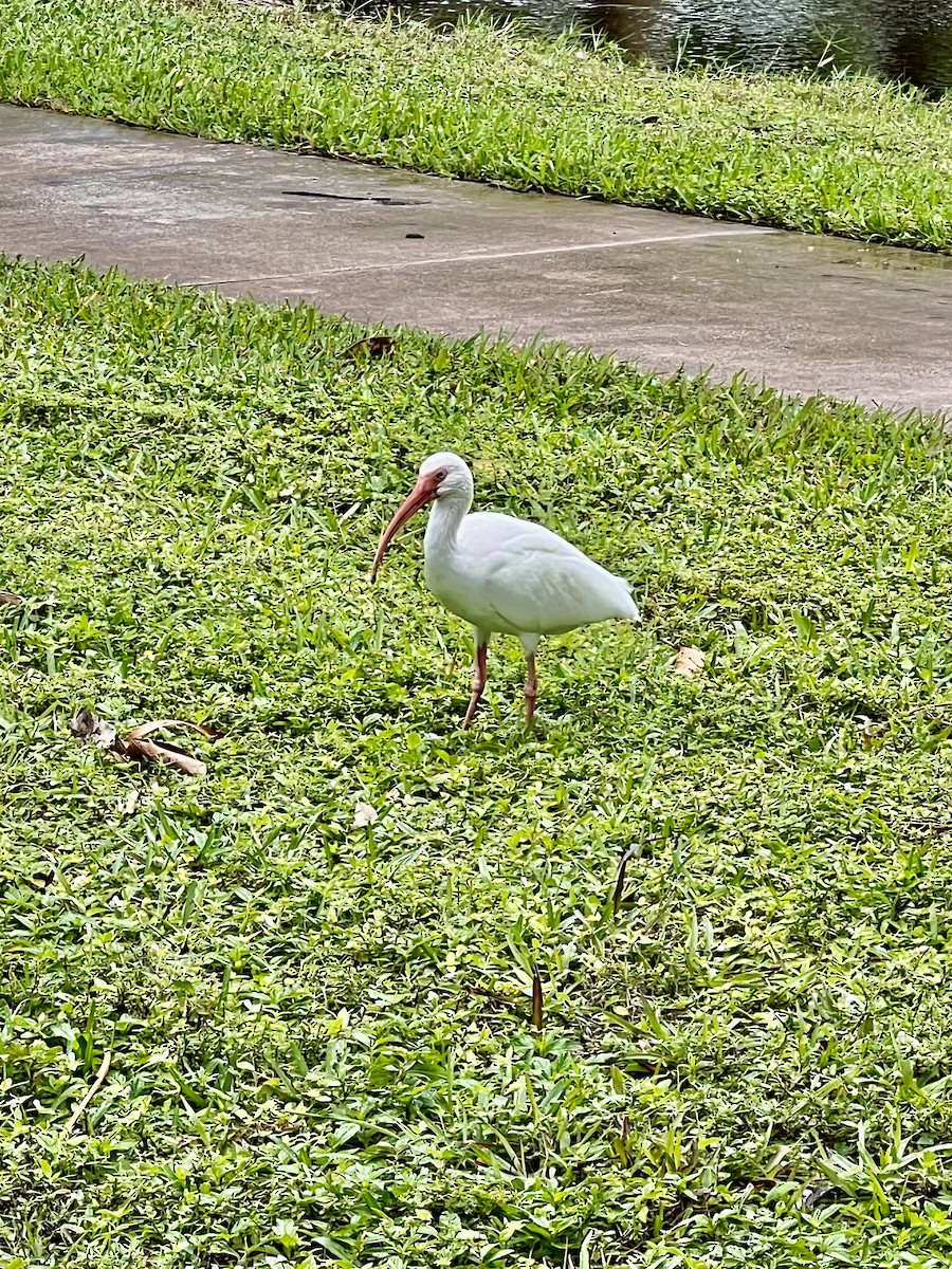 White Ibis - ML612253080