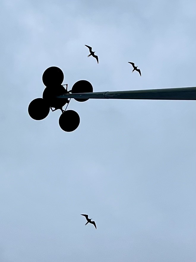 Magnificent Frigatebird - ML612253095