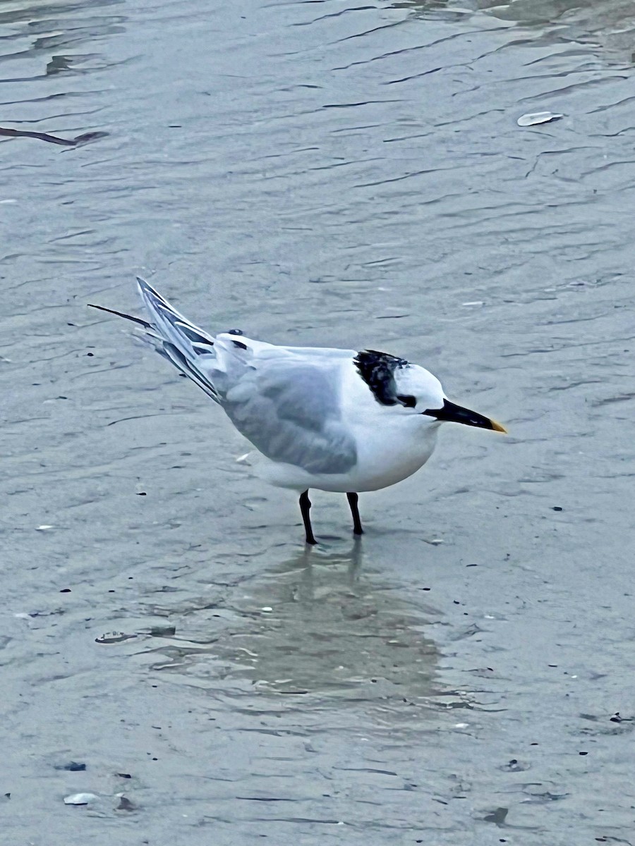 Sandwich Tern - ML612253109
