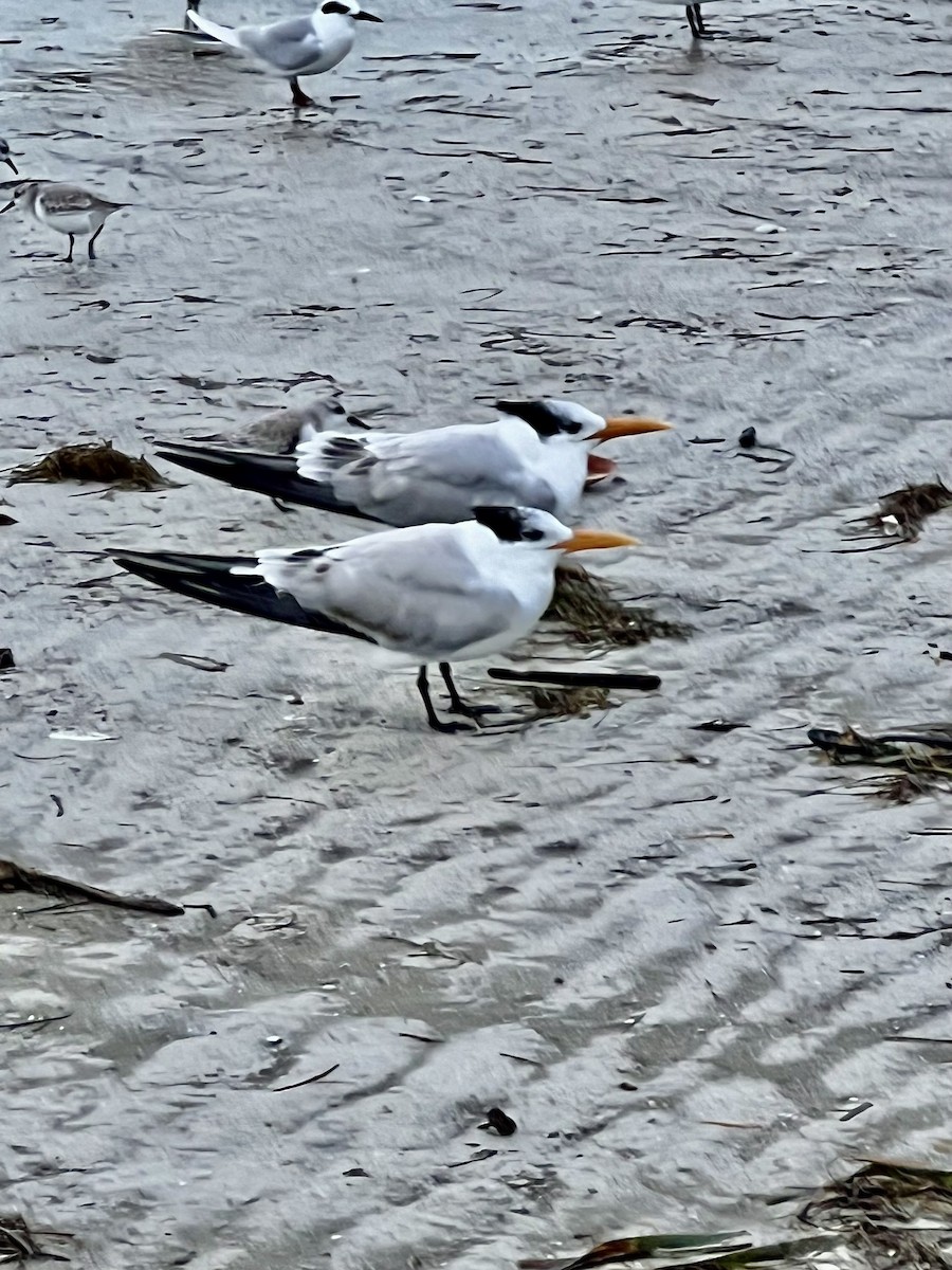 Royal Tern - ML612253117