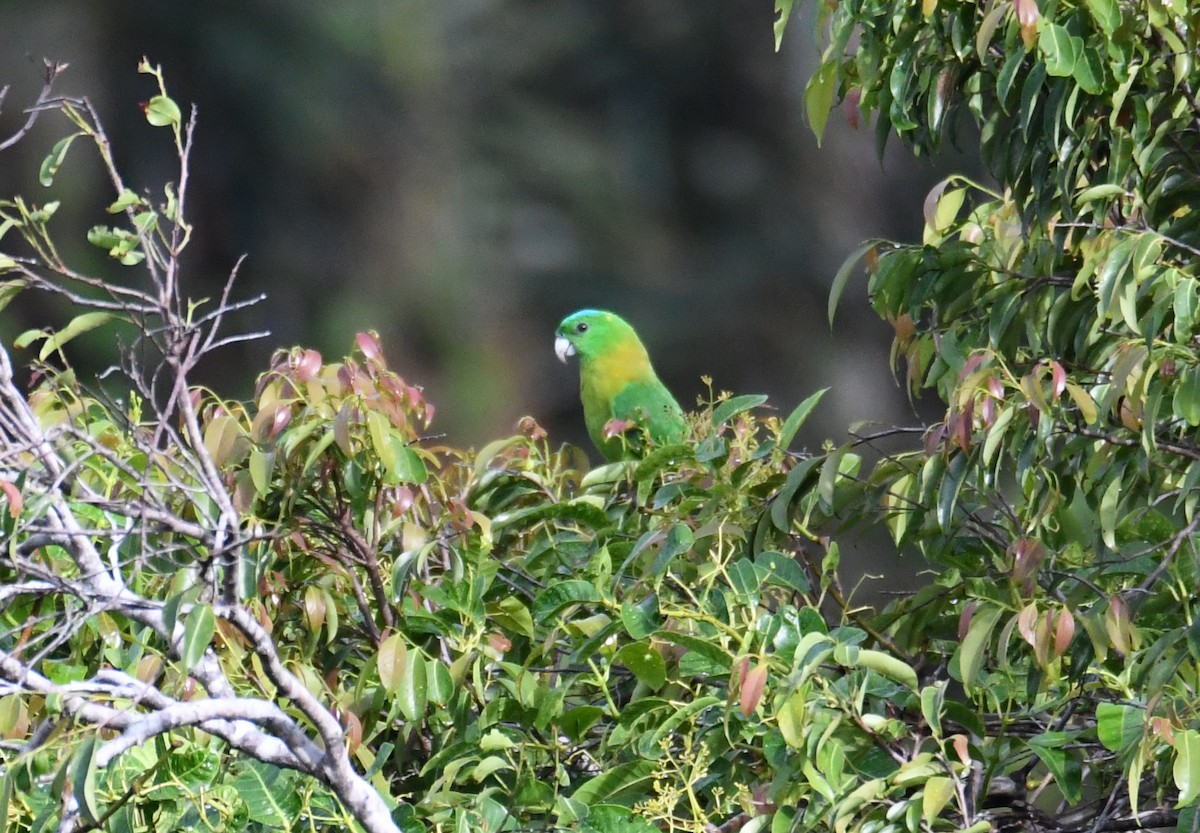 Yellow-breasted Racquet-tail - ML612253147