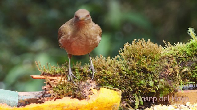 Clay-colored Thrush - ML612253177