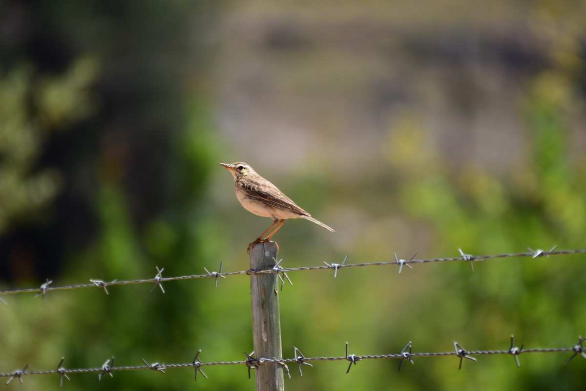 African Pipit - ML612253182