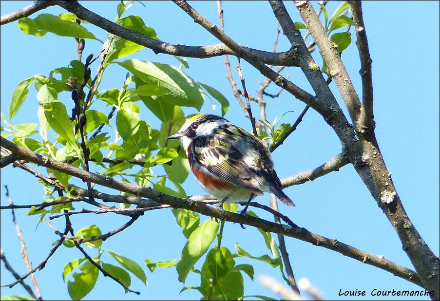 Chestnut-sided Warbler - ML61225321