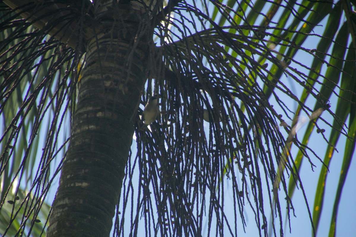 Mauritius-Graubrillenvogel - ML612253230