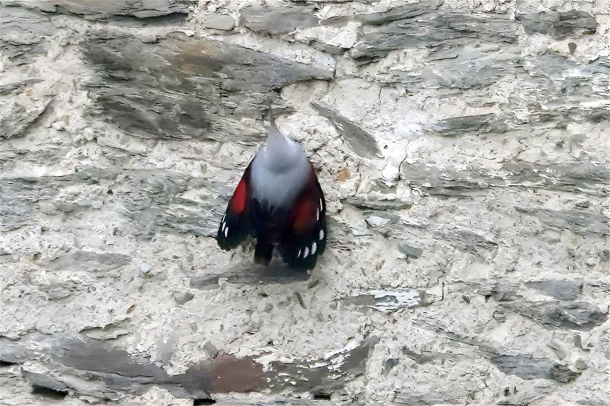 Wallcreeper - Volker Heinrich